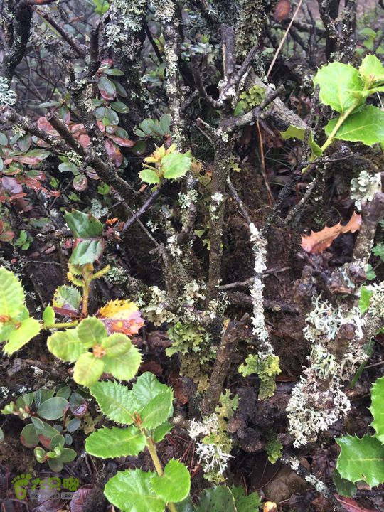 玉龙雪山_雪嵩村(玉湖村)_流沙坡_雪山大峡谷_扇子陡IMG_3040