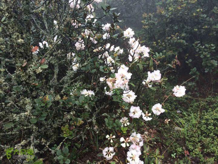 玉龙雪山_雪嵩村(玉湖村)_流沙坡_雪山大峡谷_扇子陡IMG_3043