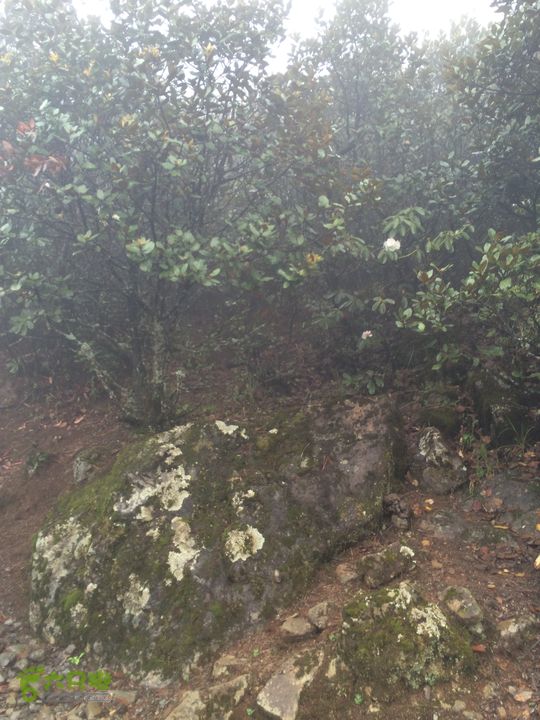 玉龙雪山_雪嵩村(玉湖村)_流沙坡_雪山大峡谷_扇子陡IMG_3045