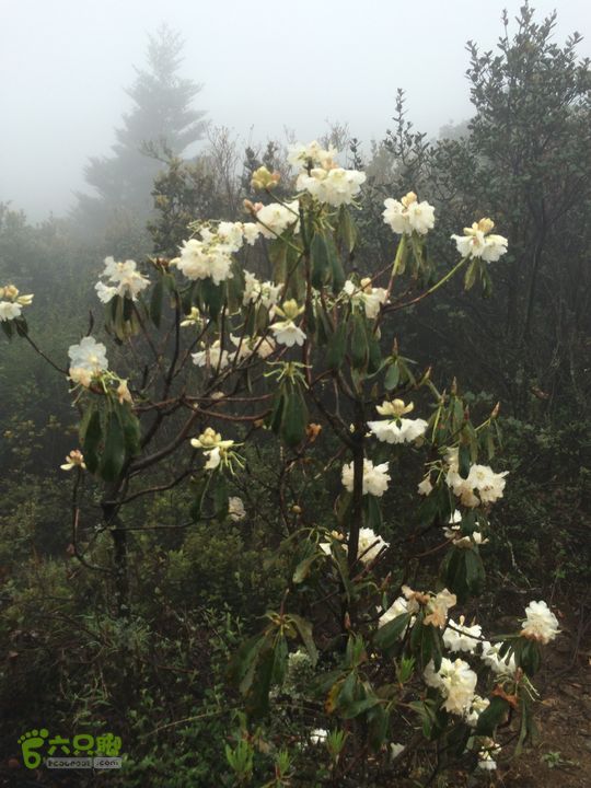 玉龙雪山_雪嵩村(玉湖村)_流沙坡_雪山大峡谷_扇子陡IMG_3058