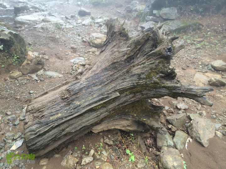 玉龙雪山_雪嵩村(玉湖村)_流沙坡_雪山大峡谷_扇子陡IMG_3068