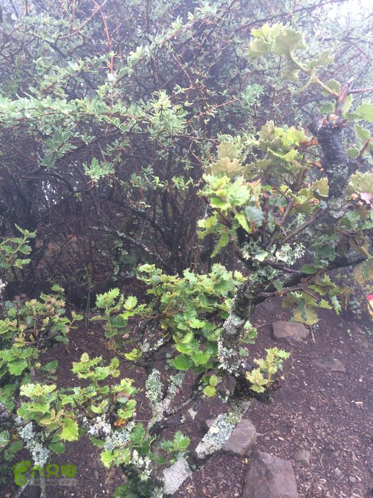 玉龙雪山_雪嵩村(玉湖村)_流沙坡_雪山大峡谷_扇子陡IMG_3079