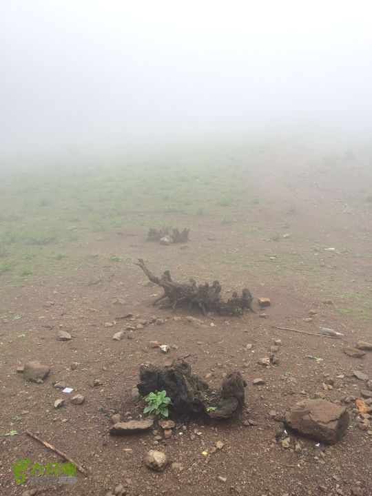 玉龙雪山_雪嵩村(玉湖村)_流沙坡_雪山大峡谷_扇子陡IMG_3080