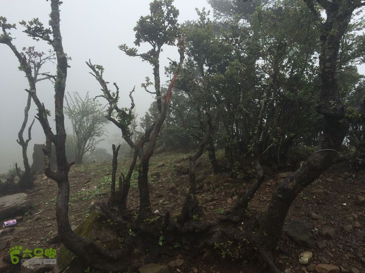 玉龙雪山_雪嵩村(玉湖村)_流沙坡_雪山大峡谷_扇子陡IMG_3082