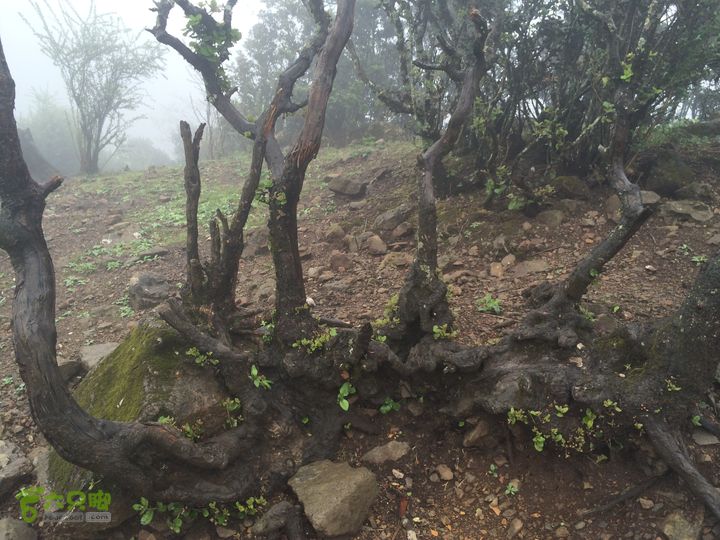 玉龙雪山_雪嵩村(玉湖村)_流沙坡_雪山大峡谷_扇子陡IMG_3083