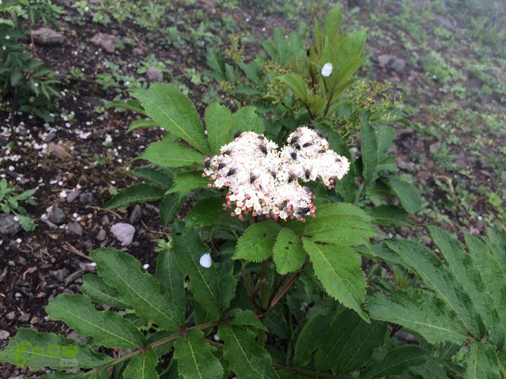 玉龙雪山_雪嵩村(玉湖村)_流沙坡_雪山大峡谷_扇子陡IMG_3100