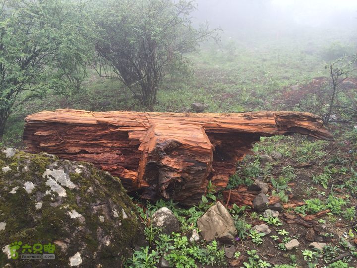 玉龙雪山_雪嵩村(玉湖村)_流沙坡_雪山大峡谷_扇子陡IMG_3111