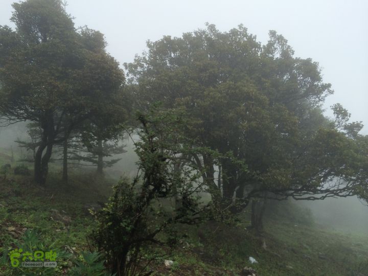 玉龙雪山_雪嵩村(玉湖村)_流沙坡_雪山大峡谷_扇子陡IMG_3126