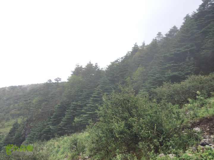 玉龙雪山_雪嵩村(玉湖村)_流沙坡_雪山大峡谷_扇子陡IMG_3168