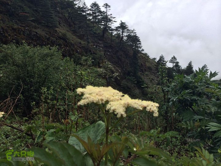 玉龙雪山_雪嵩村(玉湖村)_流沙坡_雪山大峡谷_扇子陡IMG_3175