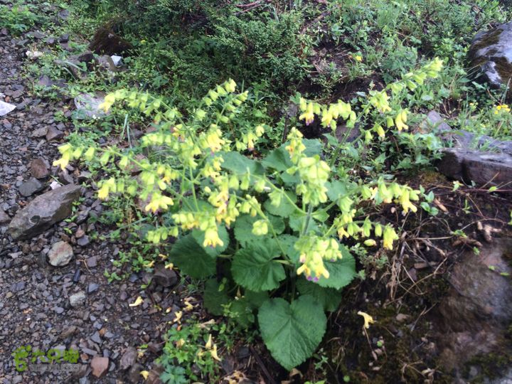 玉龙雪山_雪嵩村(玉湖村)_流沙坡_雪山大峡谷_扇子陡IMG_3192
