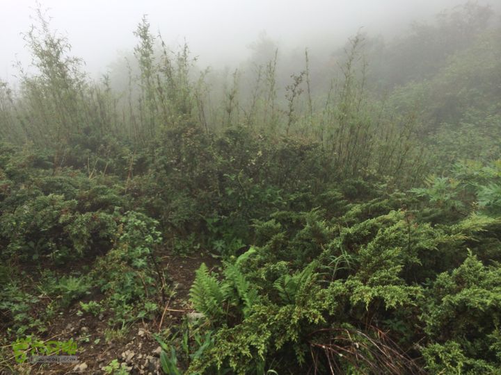 玉龙雪山_雪嵩村(玉湖村)_流沙坡_雪山大峡谷_扇子陡IMG_3220