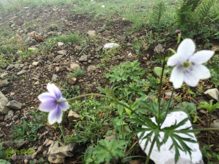 玉龙雪山_雪嵩村(玉湖村)_流沙坡_雪山大峡谷_扇子陡IMG_3221
