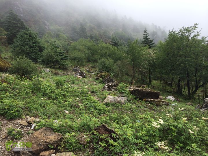 玉龙雪山_雪嵩村(玉湖村)_流沙坡_雪山大峡谷_扇子陡IMG_3229