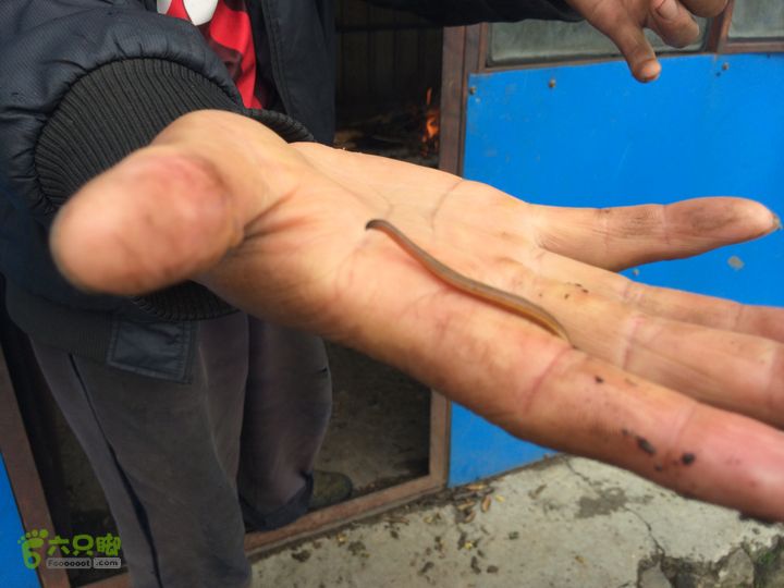 玉龙雪山_雪嵩村(玉湖村)_流沙坡_雪山大峡谷_扇子陡IMG_3250