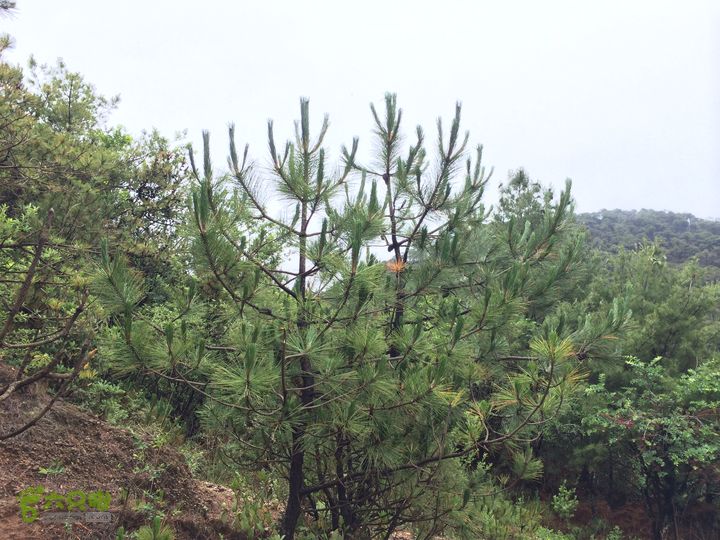 玉龙雪山_雪嵩村(玉湖村)_流沙坡_雪山大峡谷_扇子陡IMG_3270