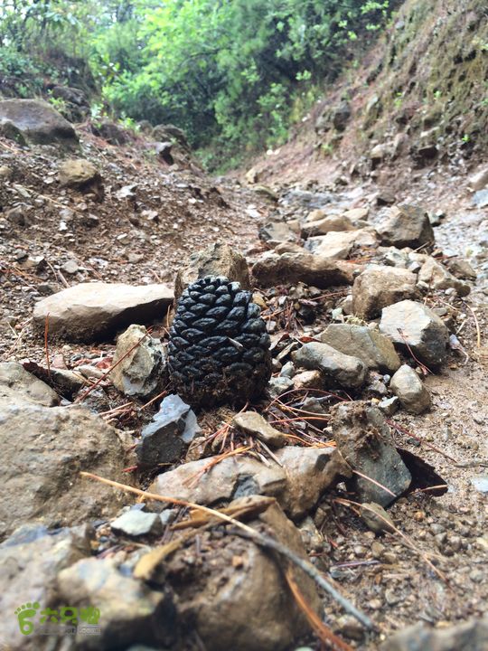 玉龙雪山_雪嵩村(玉湖村)_流沙坡_雪山大峡谷_扇子陡IMG_3282