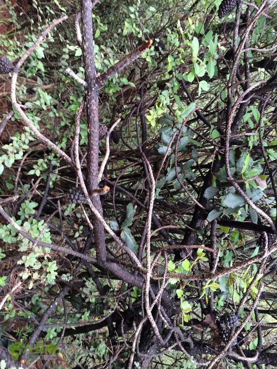 玉龙雪山_雪嵩村(玉湖村)_流沙坡_雪山大峡谷_扇子陡IMG_3284