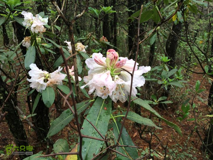 玉龙雪山_雪嵩村(玉湖村)_流沙坡_雪山大峡谷_扇子陡IMG_3286