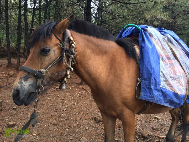 玉龙雪山_雪嵩村(玉湖村)_流沙坡_雪山大峡谷_扇子陡IMG_3292