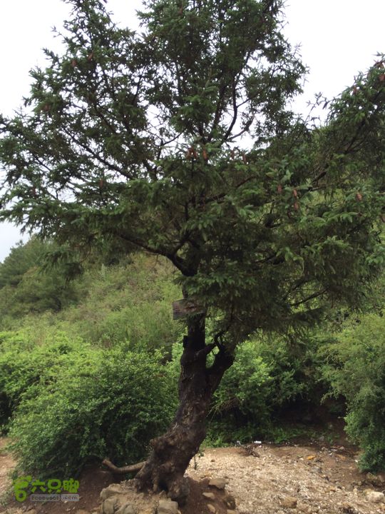 玉龙雪山_雪嵩村(玉湖村)_流沙坡_雪山大峡谷_扇子陡IMG_3308