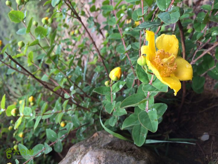 玉龙雪山_雪嵩村(玉湖村)_流沙坡_雪山大峡谷_扇子陡IMG_3314