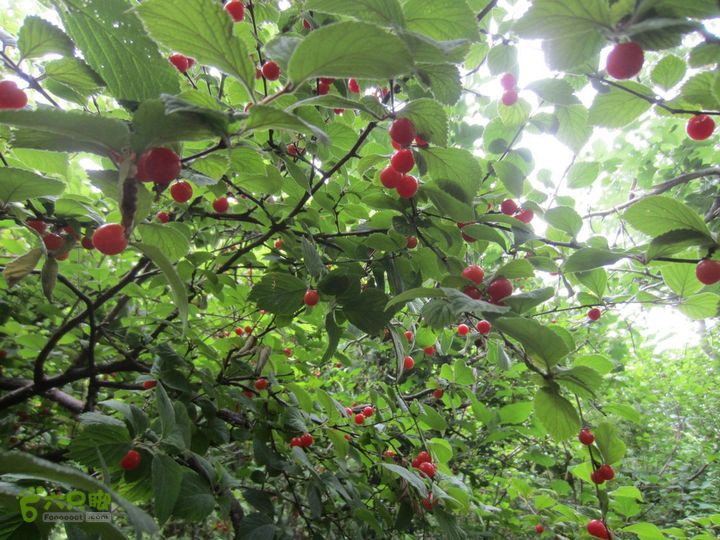 泉水队 西埠头-九王坟-平台-凉水背-风凰岭IMG_1776