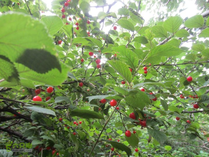 泉水队 西埠头-九王坟-平台-凉水背-风凰岭IMG_1777