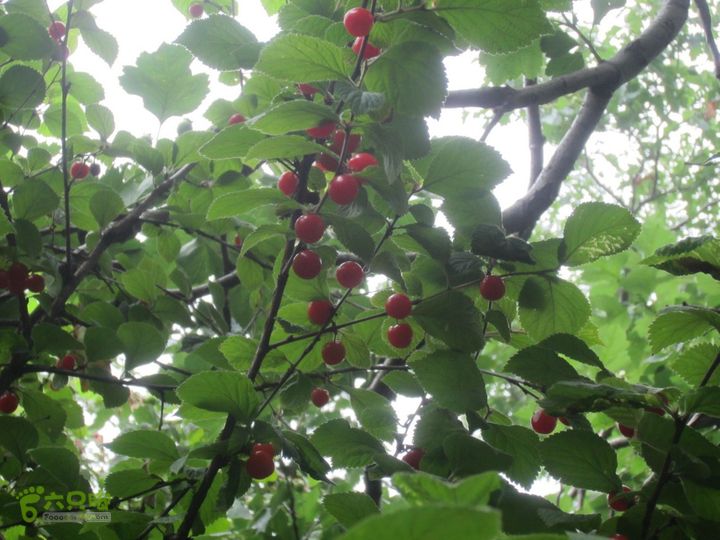 泉水队 西埠头-九王坟-平台-凉水背-风凰岭IMG_1778