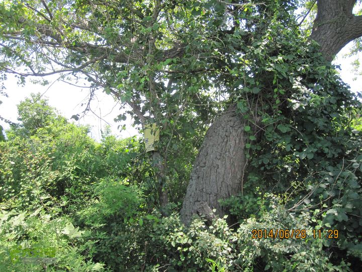 20140628灰地-小店子-铁陀山-峰口庵-圈门IMG_4893