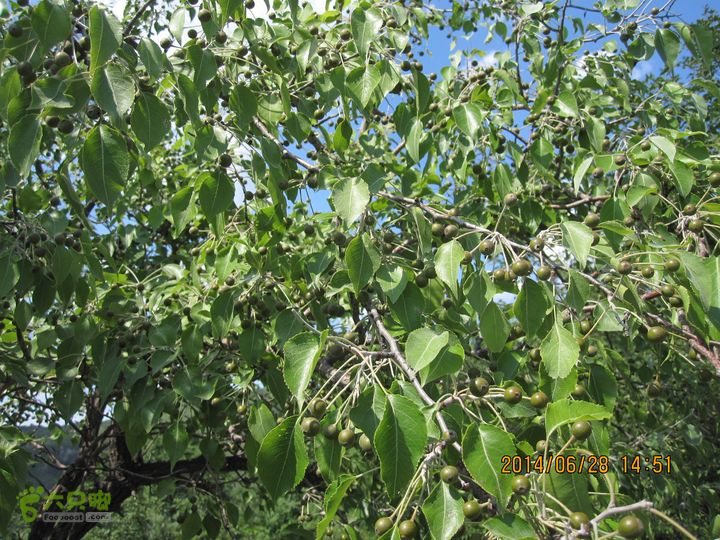 20140628灰地-小店子-铁陀山-峰口庵-圈门IMG_4948