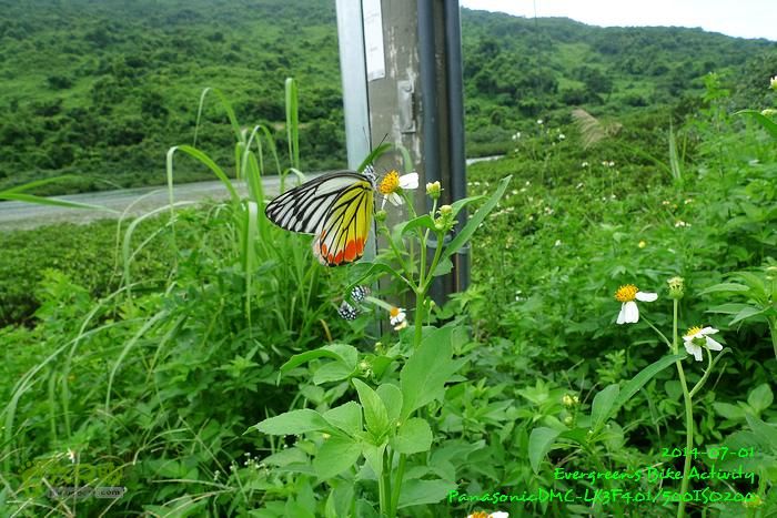 2014 07 01 烏溪沙、企嶺下、海下、西貢、紅磡P1140756