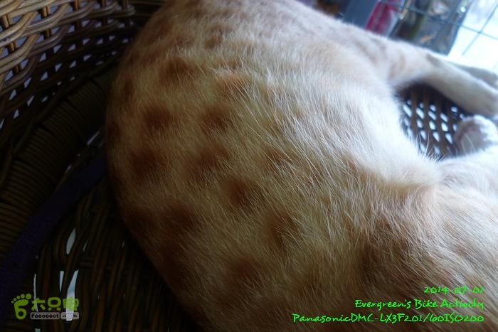 2014 07 01 烏溪沙、企嶺下、海下、西貢、紅磡P1140794