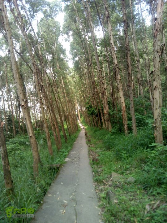 龙洞森林公园后山2014-06-29 09:55:43