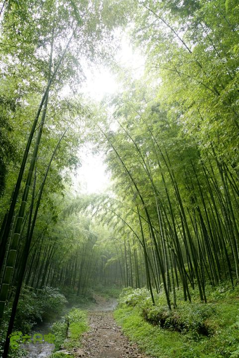 南山竹海环线_DSC2035_副本