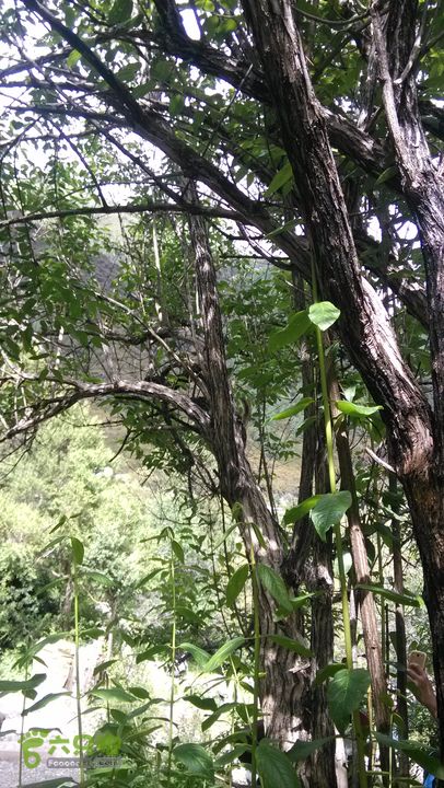 川藏南线IMG_20140727_153401