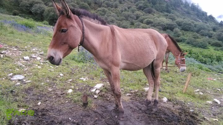 川藏南线IMG_20140728_105813