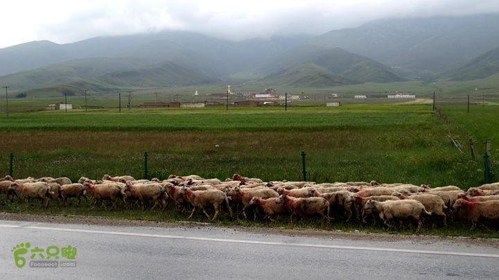 2014.8.8-8.16陕甘宁青自驾IMG_8393