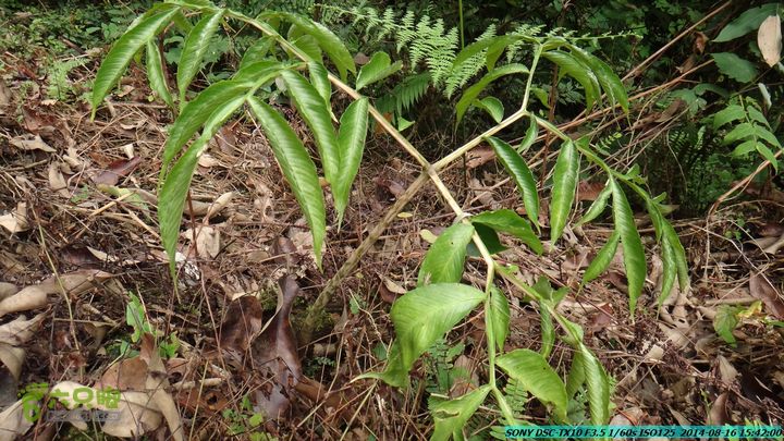 徒步雷公岩DSC02148