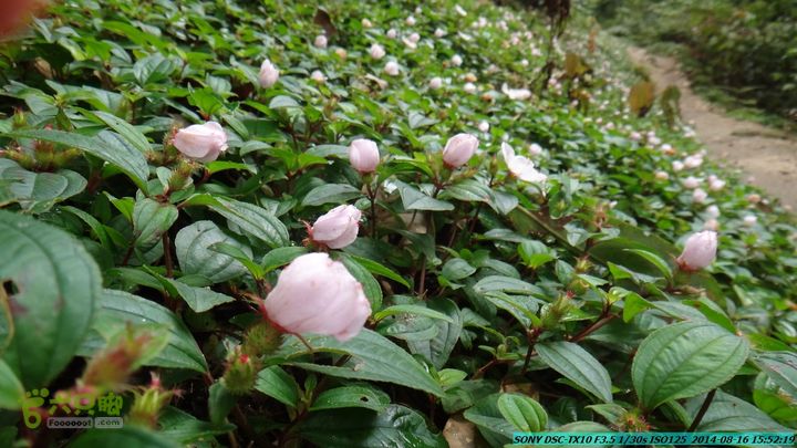 徒步雷公岩DSC02149