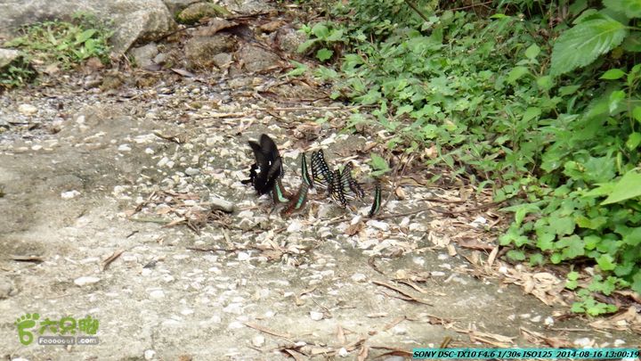 徒步雷公岩DSC02074