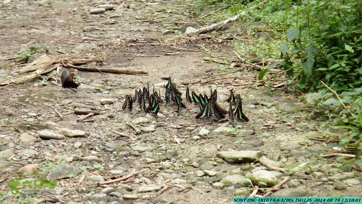 徒步雷公岩DSC02083