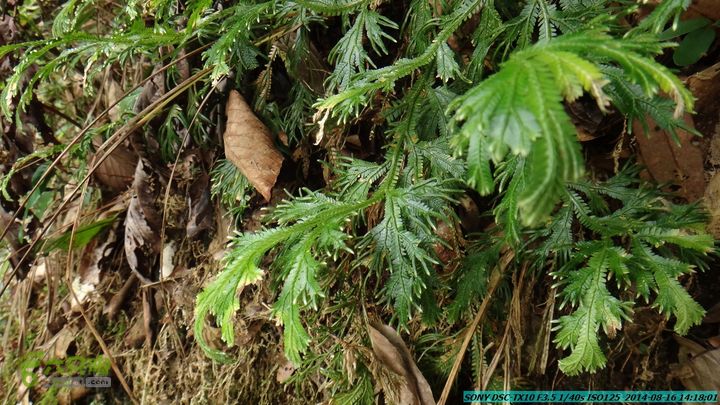 徒步雷公岩DSC02101