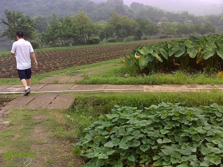 最美杭州毅行线（20140725柳叶刀原创）八卦田植物之番薯、芋艿、毛豆