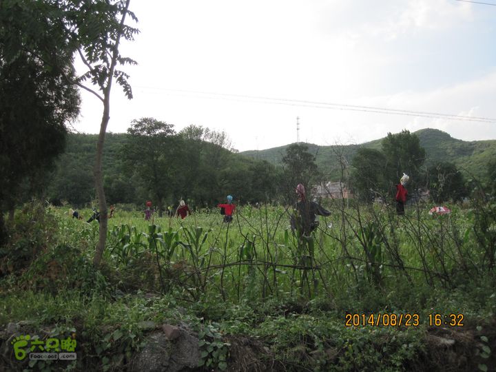 20140823东湖林-通州峪-莲花坑-双龙峡-火村口路标庄稼地中用旧衣服装扮的稻草人！