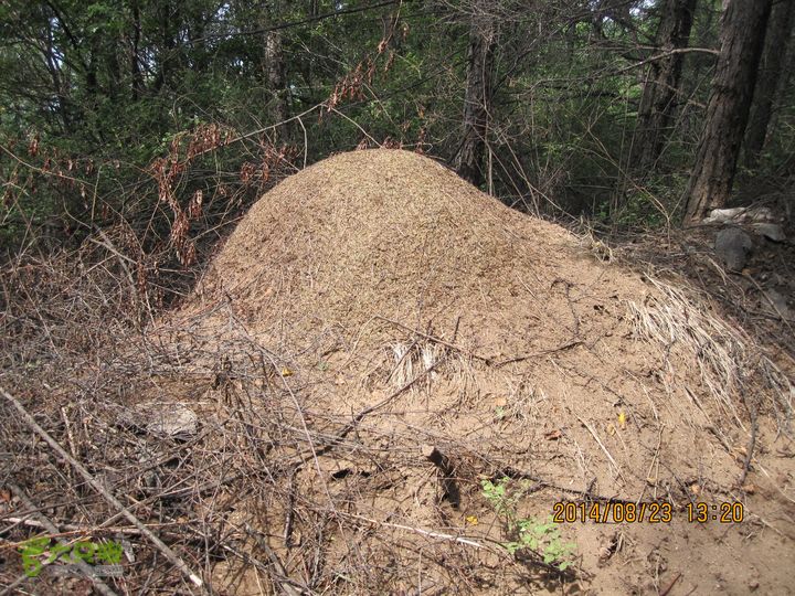 20140823东湖林-通州峪-莲花坑-双龙峡-火村口去往双龙峡景区防火道边的大蚂蚁窝