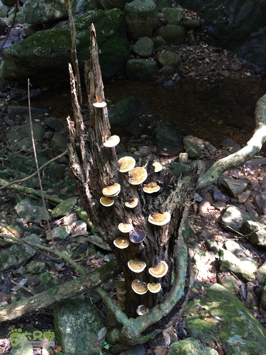 赤鲤村－金瓜石垭口－十字溪－鸟瞰瀑布－知音瀑布日行夜游记2014-09-27 12:54:05