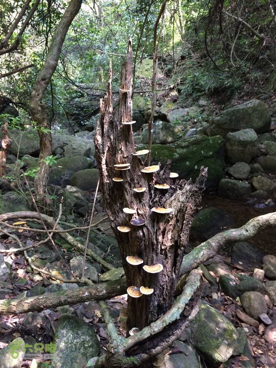 赤鲤村－金瓜石垭口－十字溪－鸟瞰瀑布－知音瀑布日行夜游记2014-09-27 12:51:44