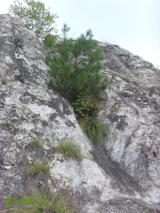 独走飞龙山SI852999