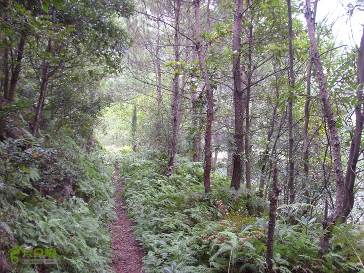 独走飞龙山SI853004